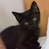 Adopta a Salem