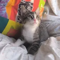 Adopta a Amara