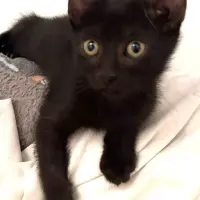 Adopta a Niéya
