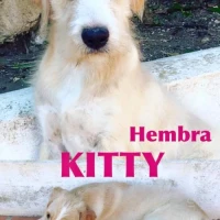 Adopta a Kitty