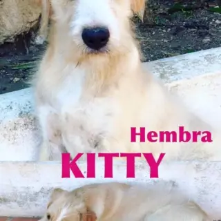 Kitty