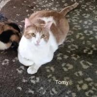 Adopta a Tomy