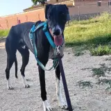 Adopta a Niko
