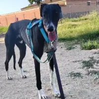 Adopta a Niko