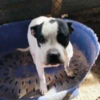 Adopta a Tara