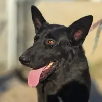 Adopta a Hades