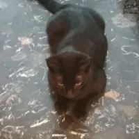 Adopta a Schrödinger