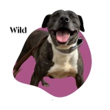 Adopta a Wild