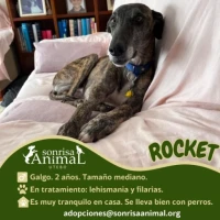 Adopta a Rocket
