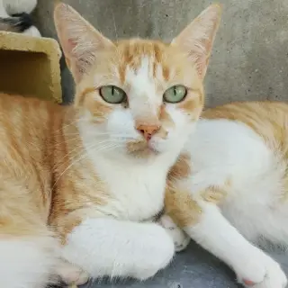 Elsa