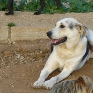 Nolo