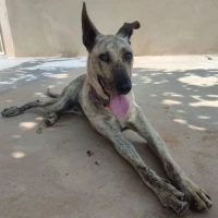 Adopta a Nico