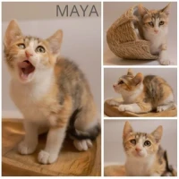 Adopta a Maya