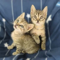 Adopta a Dafnitos ♂ Y ♀🧡