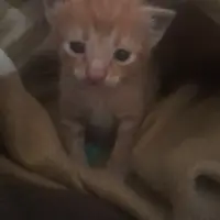 Adopta a Se Regalan Bebes