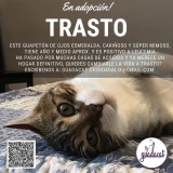 Adopta a Trasto