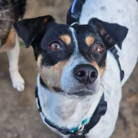 Adopta a Wilma