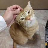 Adopta a Aran