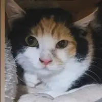 Adopta a Vega
