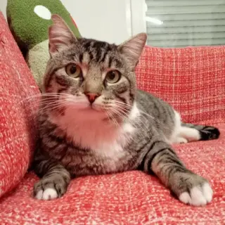 Tigre