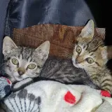 Adopta a Rescatados Del Motor De Un Coche