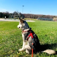 Adopta a Bella