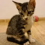 Adopta a Pili