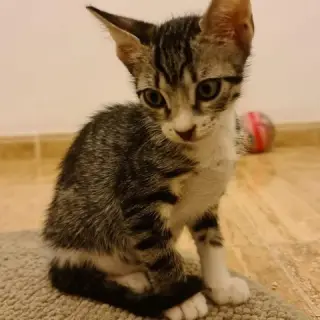 Pili