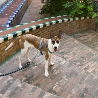 Adopta a Rocky