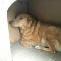 Adopta a Preciosa