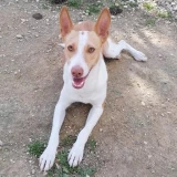 Adopta a Tomas