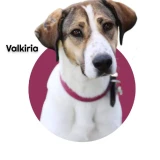 Adopta a Valkiria