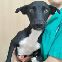Adopta a Cheringan