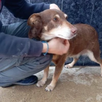 Adopta a Cary Tranquilo Y Cariñoso, Tlf 645978718
