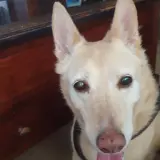 Adopta a Dora