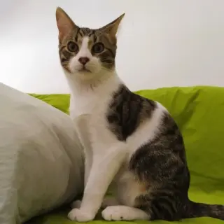 Cósimo