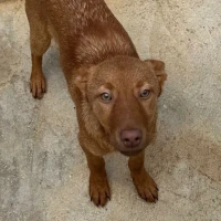 Adopta a Alejandro-- Cachorro En Adopción Tlf 645978718