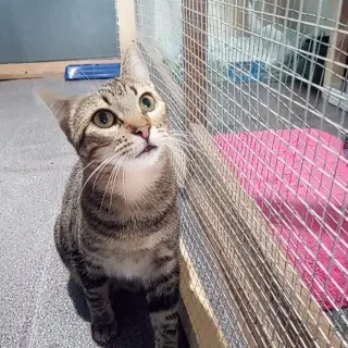 Maya