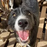 Adopta a Merlina