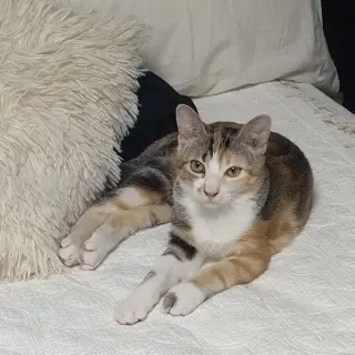 Selma