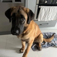 Adopta a Ares