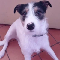 Adopta a Milú