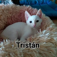 Adopta a Tristán