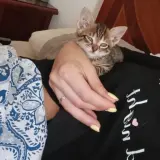 Adopta a Gatitos