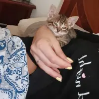 Adopta a Gatitos