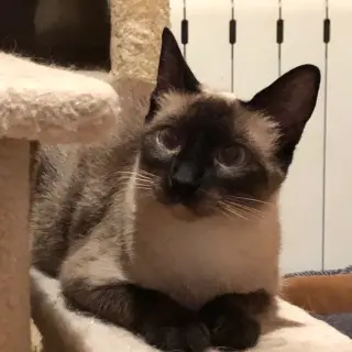 Coco