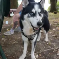 Adopta a Moon