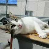 Adopta a Ana