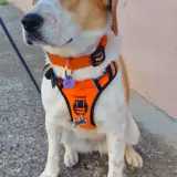 Adopta a Linda