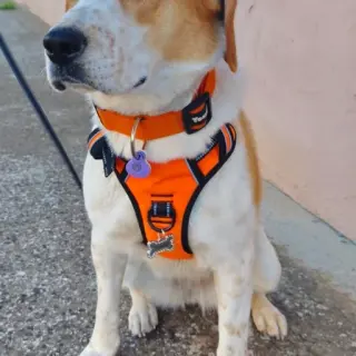 Linda